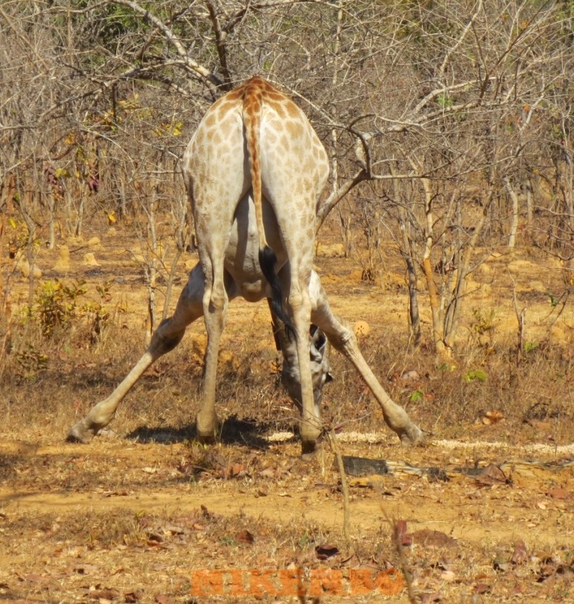 girafe 5