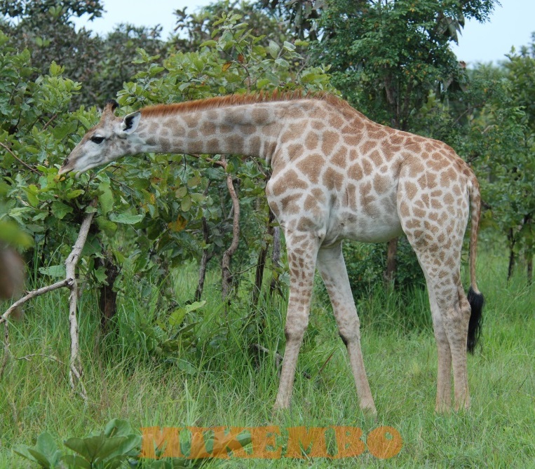 girafe 7